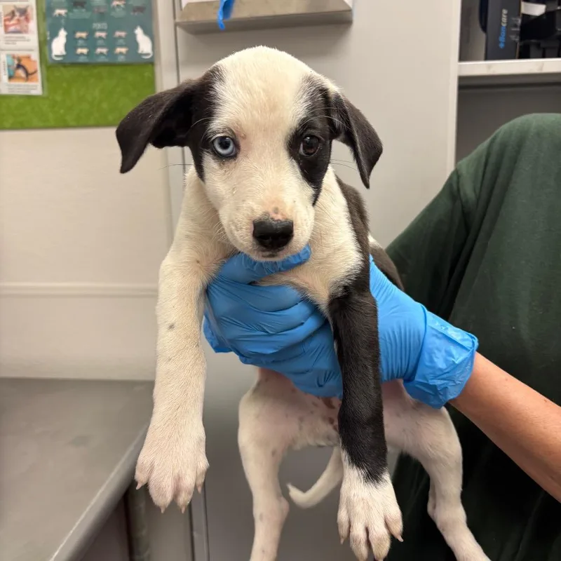 A baby medium-sized female White / Cream Mixed Breed dog named Orange for adoption in Columbiana, AL