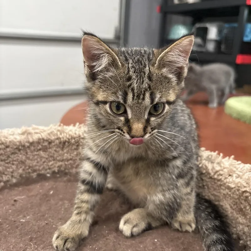 A baby small-sized male Gray / Blue / Silver Domestic Short Hair cat named Harlem for adoption in Shelbyville, IN