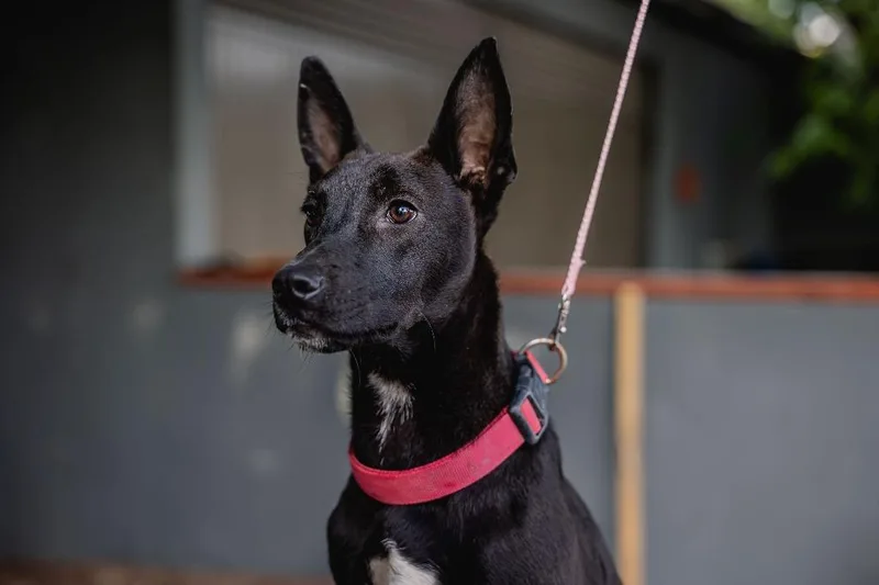 A young medium-sized male Australian Kelpie dog named Toto for adoption in Anacortes, WA