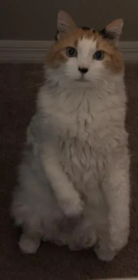 Vierra