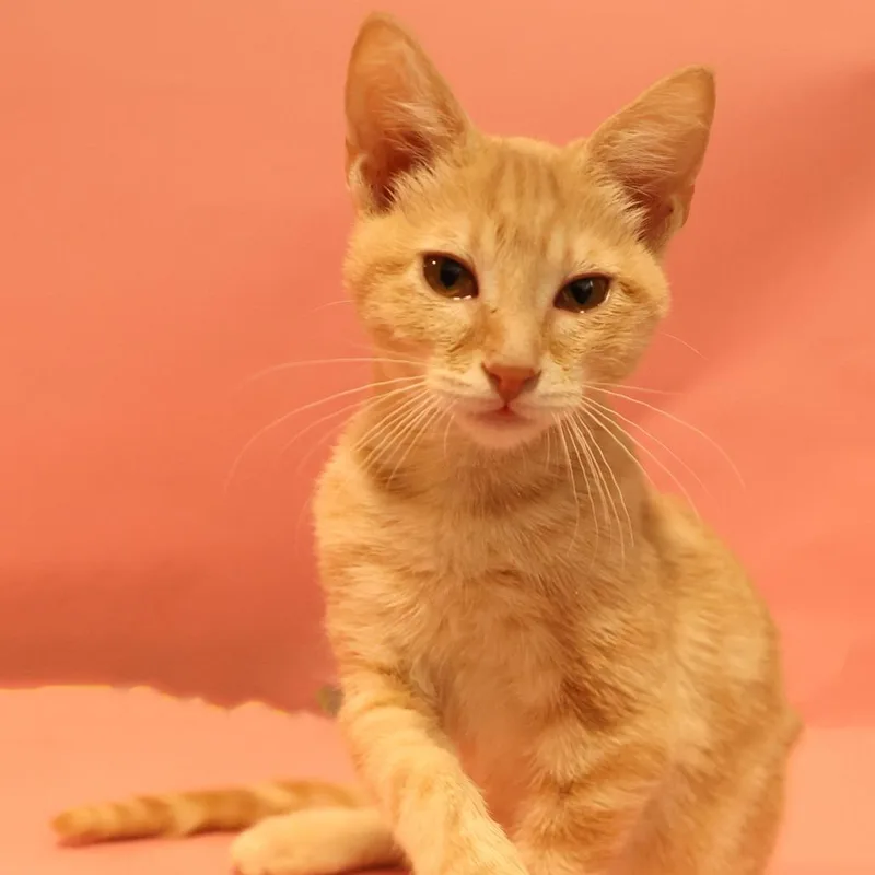 A baby small-sized male Orange / Red Domestic Short Hair cat named Carmel Corn for adoption in Layton, UT