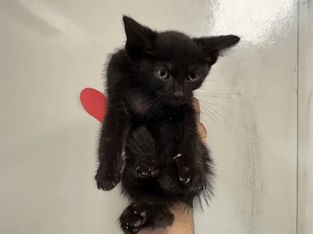 A baby small-sized female Domestic Short Hair cat named Quasi for adoption in Ontario, CA