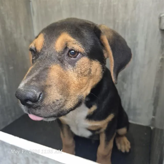 A baby small-sized male Hound dog named Klaus for adoption in San Antonio, TX
