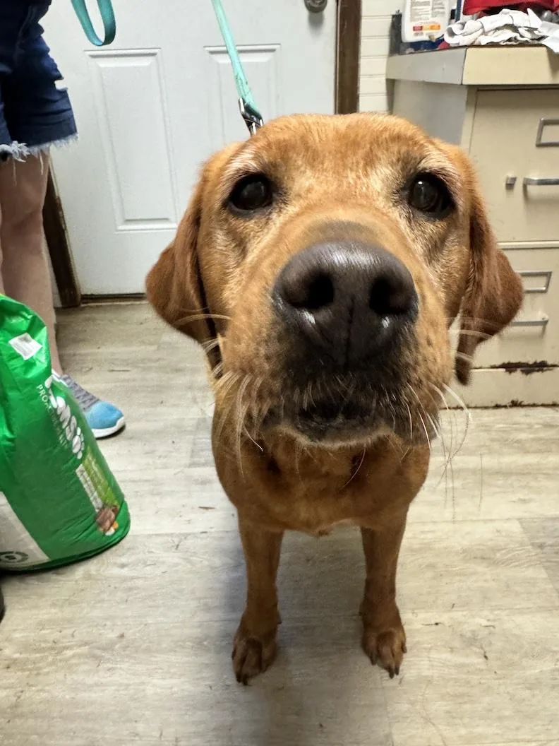 An adult large-sized female Yellow / Tan / Blond / Fawn Yellow Labrador Retriever dog named Zoey SueNot Accepting Applications for adoption in Medina, OH