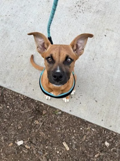 A baby small-sized female Mixed Breed dog named Rhianna for adoption in Knoxville, TN
