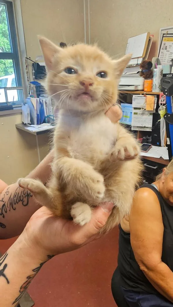 A baby small-sized male Domestic Short Hair cat named Sleepy for adoption in Salisbury, MD
