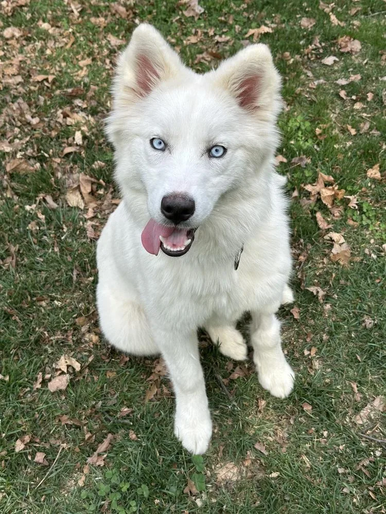A baby large-sized female White / Cream Samoyed dog named Lunamia for adoption in Pottstown, PA