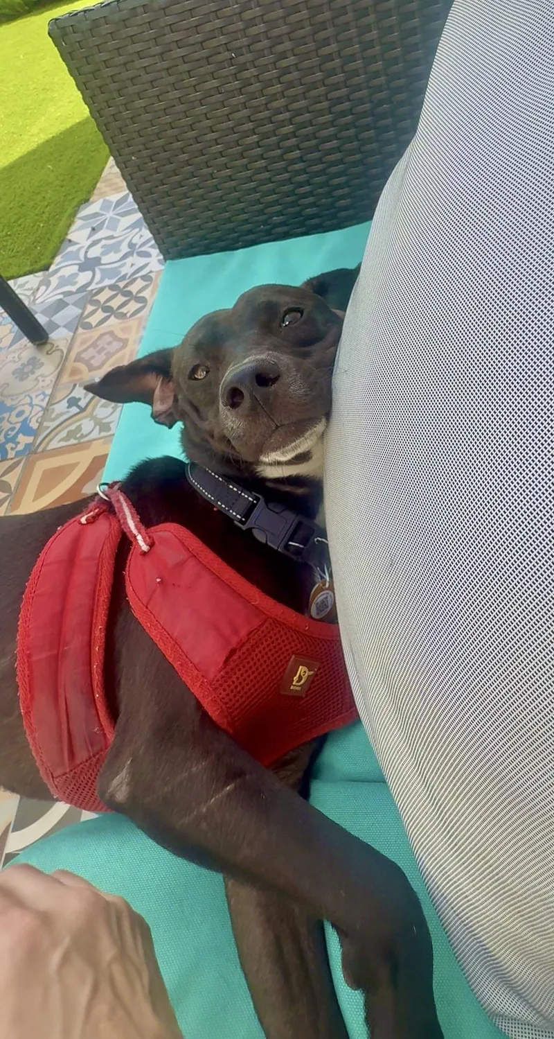 Buddy Boy  Loving thumbnail 2
