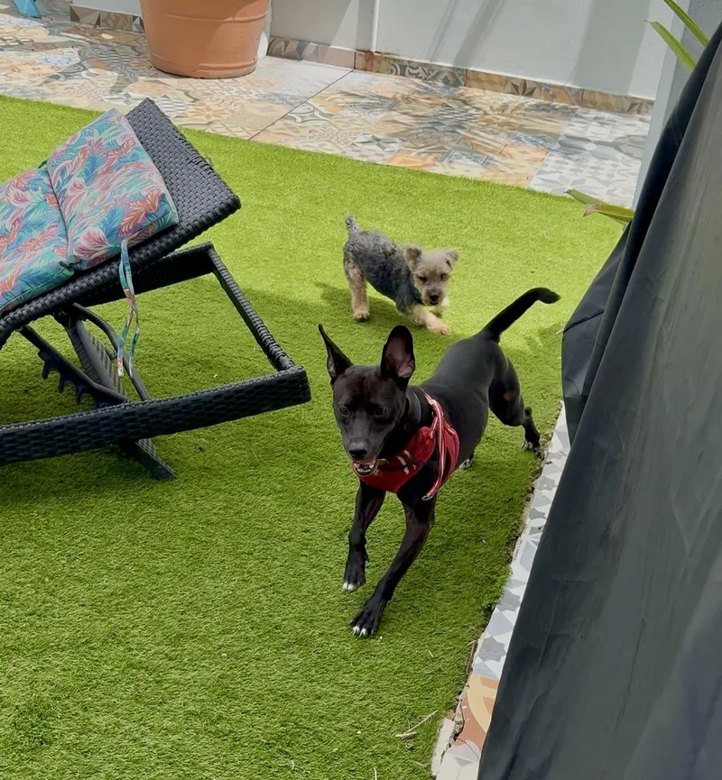 Buddy Boy  Loving thumbnail 3