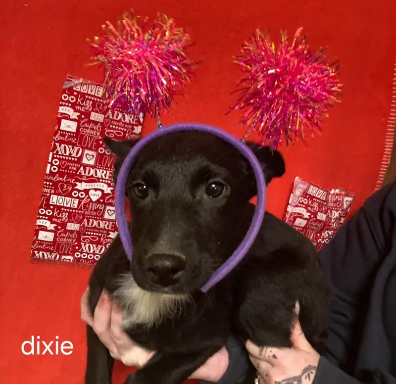 P Dixie thumbnail 4