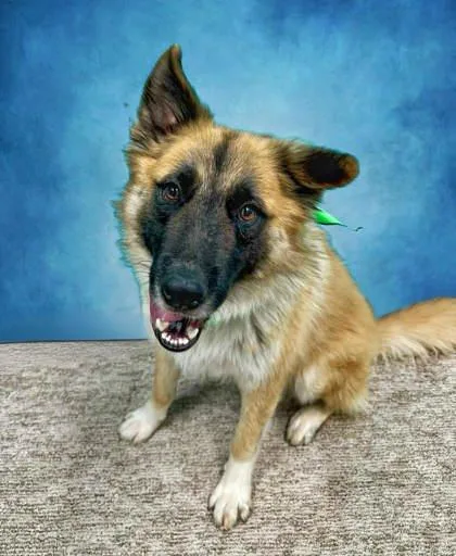 A young large-sized male Belgian Shepherd / Tervuren dog named Luca for adoption in Seagoville, TX