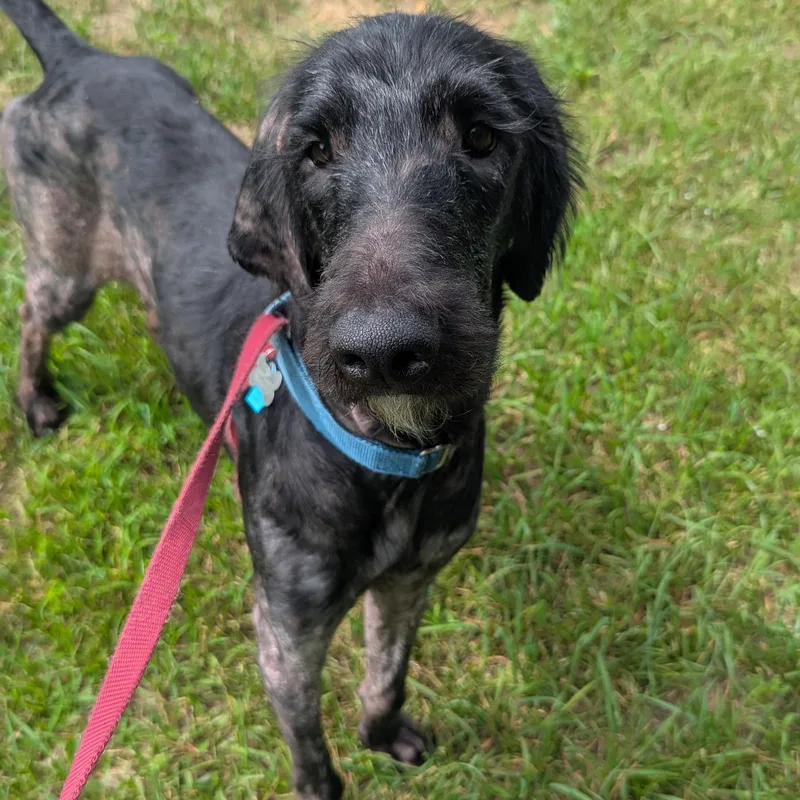 An adult large-sized male Black Goldendoodle dog named Legend for adoption in Fenton, MI