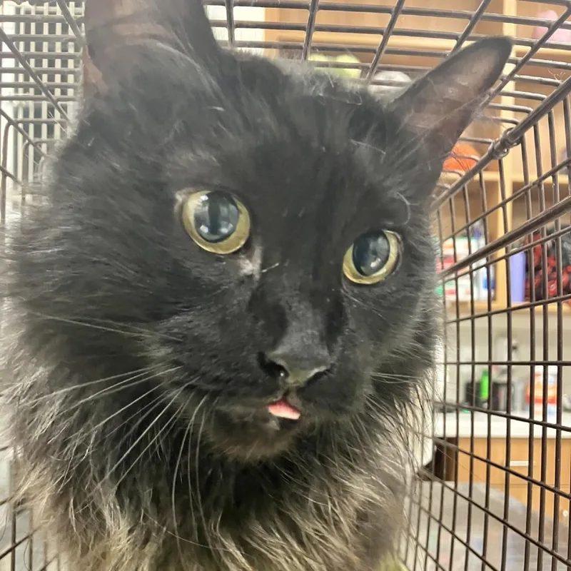 A senior medium-sized female Black Domestic Long Hair cat named Elvira for adoption in Las Cruces, NM