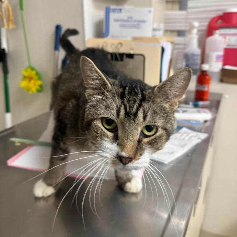 An adult medium-sized male Brown / Chocolate Domestic Short Hair cat named G Man for adoption in Pekin, IL