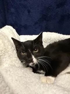 A young medium-sized male Domestic Short Hair cat named Freedom for adoption in Johnson City, TN