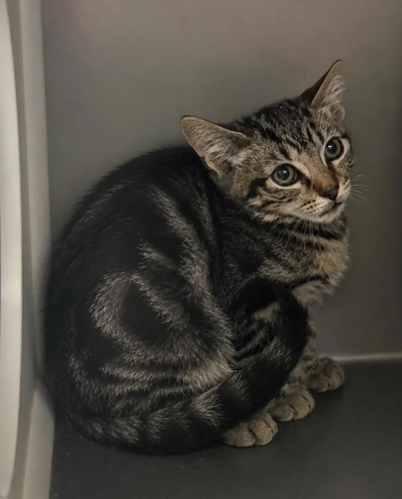 A baby large-sized male Domestic Short Hair cat named Goof for adoption in Columbia, TN