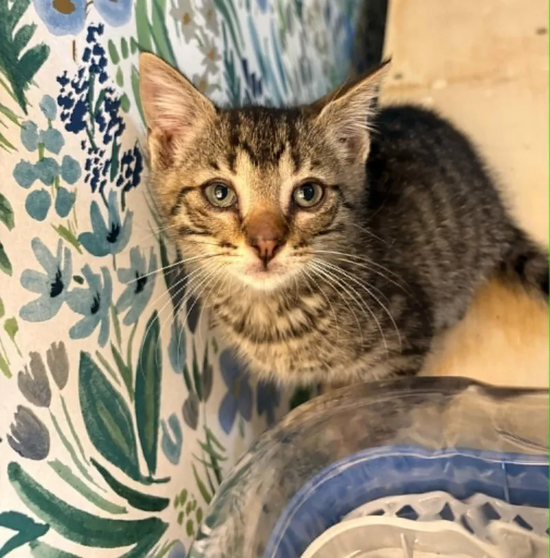 A baby small-sized male Tabby cat named Finnick C Grace for adoption in Saunderstown, RI