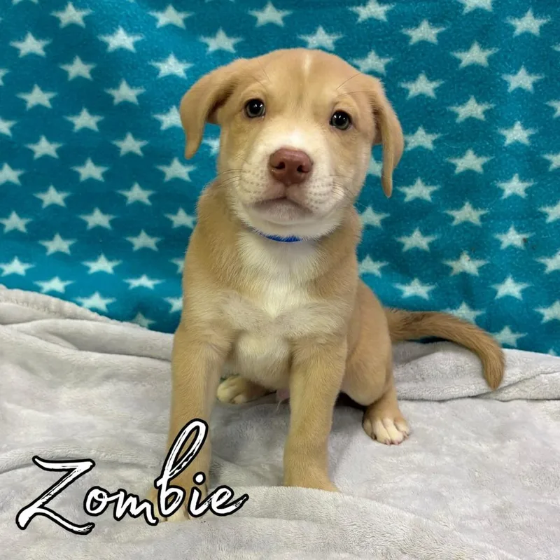 A baby medium-sized male Retriever dog named Zombie for adoption in Hillsboro, OH