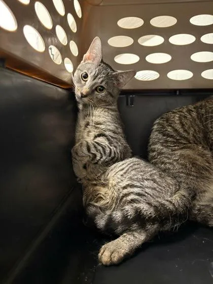 A baby medium-sized female Brown / Chocolate Domestic Short Hair cat named Georgia O'keeffe for adoption in Kansas City, MO