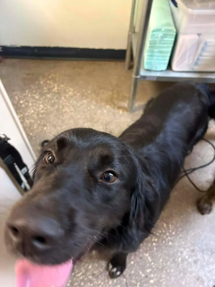 A young large-sized male Mixed Breed dog named Scooby for adoption in Ocala, FL