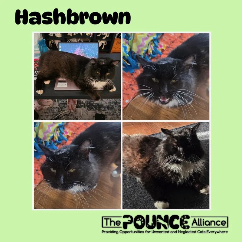 An adult small-sized male Black & White / Tuxedo Domestic Long Hair cat named Hashbrown for adoption in Liberty Lake, WA