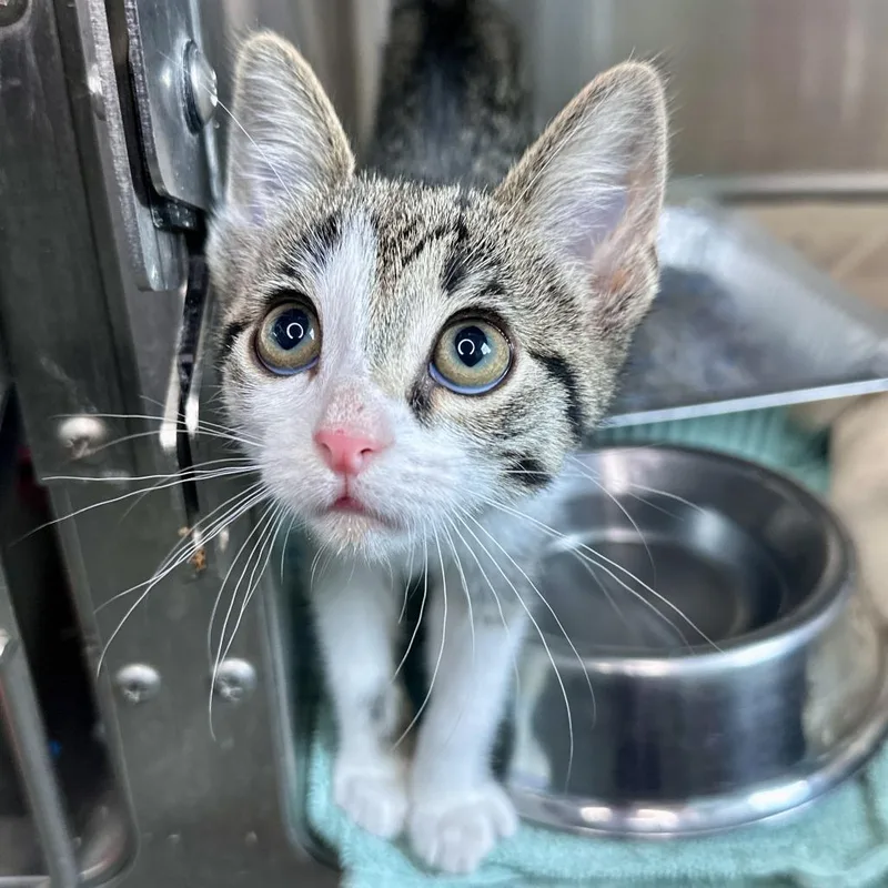 A baby small-sized female Gray / Blue / Silver Domestic Short Hair cat named Juno for adoption in Matteson, IL