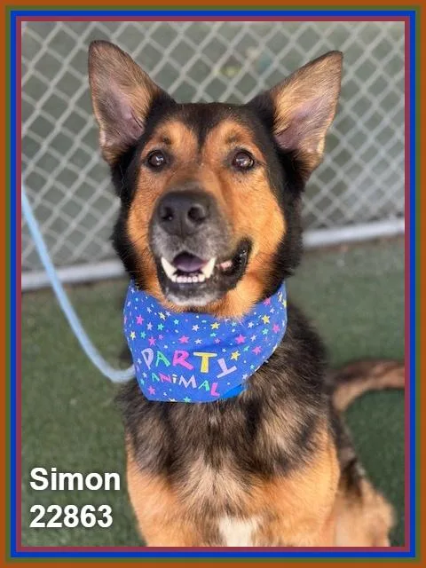 An adult large-sized male Black German Shepherd Dog dog named Simon for adoption in Marietta, GA