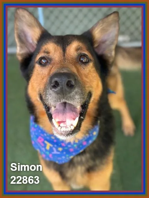 Simon thumbnail 4