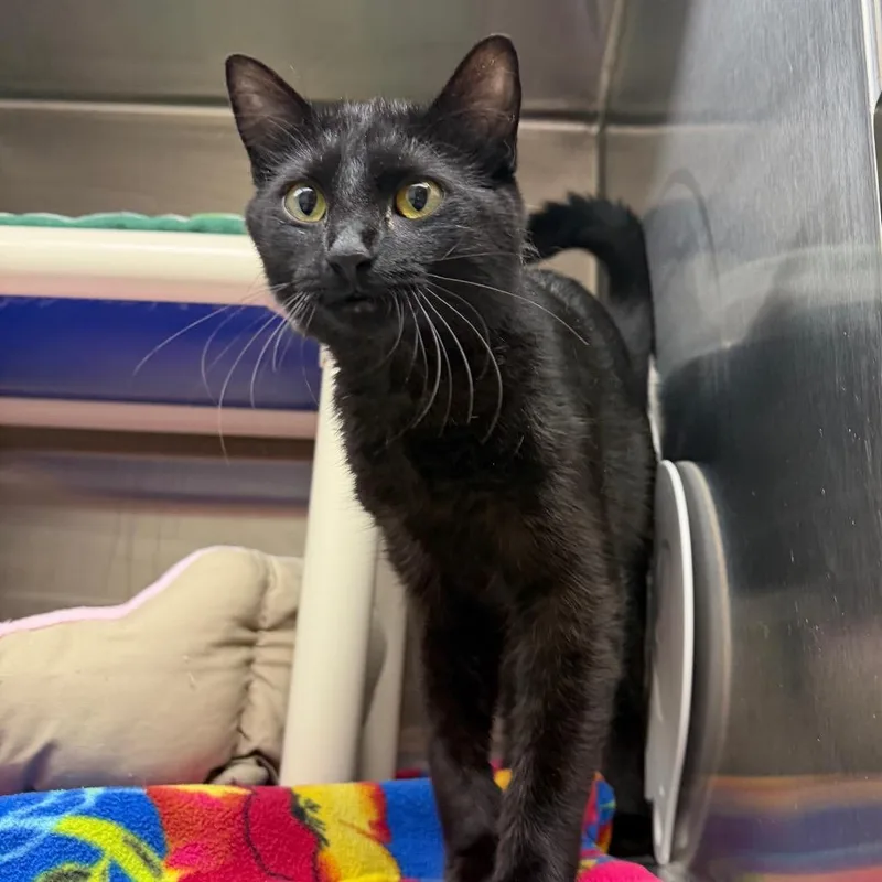 A young small-sized female Black Domestic Short Hair cat named Scotcheroos for adoption in Detroit Lakes, MN