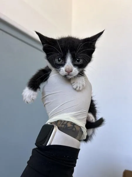 A baby small-sized female Domestic Short Hair cat named Waffle Maker for adoption in Victorville, CA