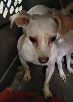 A young small-sized female Chihuahua dog named Connie for adoption in Van Nuys, CA