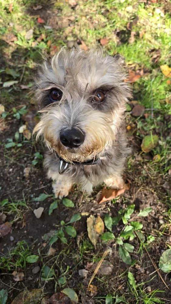 An adult small-sized male Schnauzer dog named Dandy for adoption in Plymouth, MI