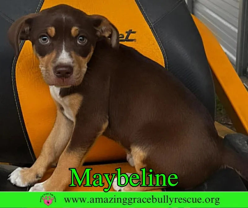 Maybeline