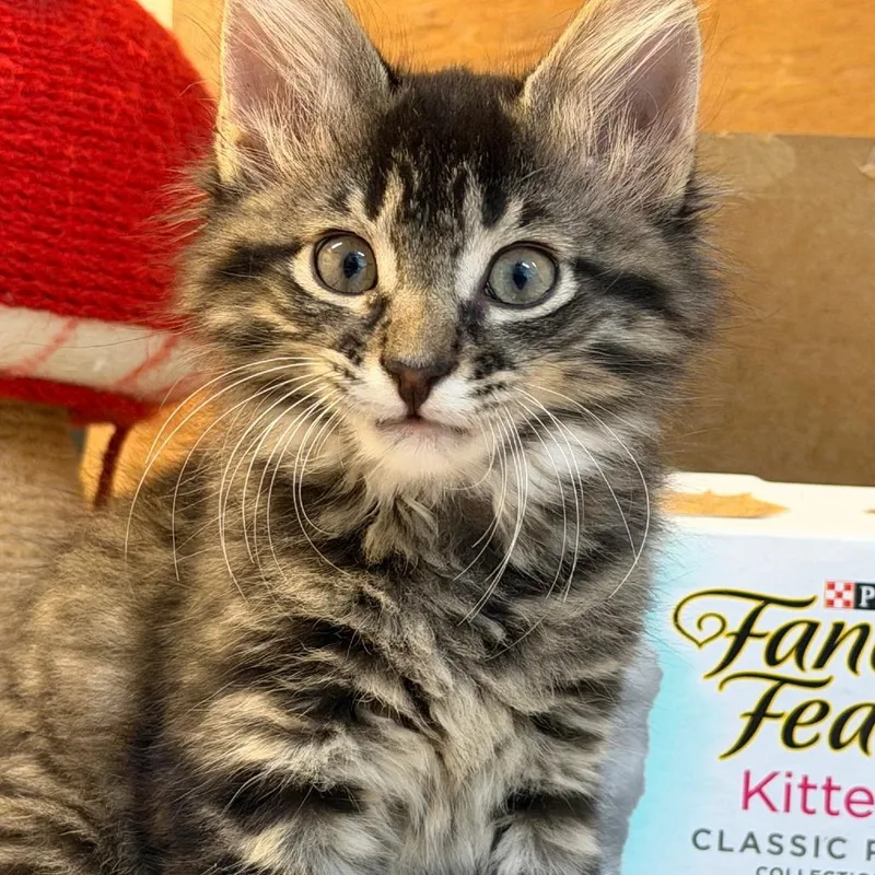 A baby small-sized male Gray / Blue / Silver Domestic Medium Hair cat named Fern for adoption in FAIRWAY, KS