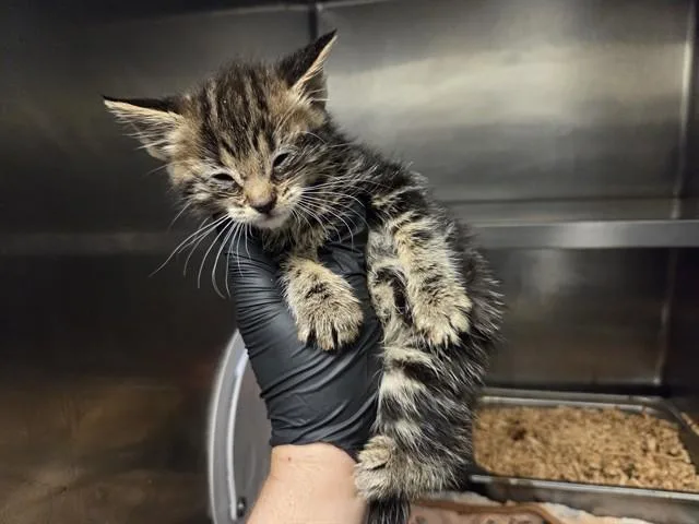 A baby small-sized female Domestic Short Hair cat named Viola for adoption in Antioch, CA
