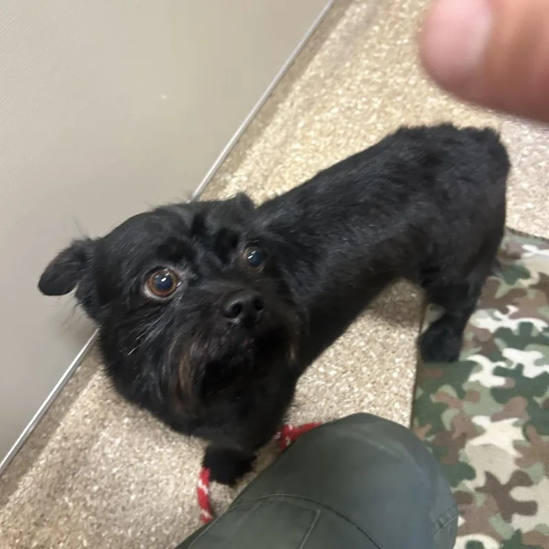 A young small-sized male Mixed Breed dog named Echo for adoption in Sonoma, CA