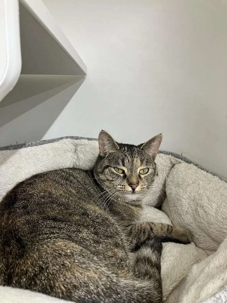 An adult large-sized female Domestic Short Hair cat named Emma Fka Rafaella  for adoption in Greenville, SC