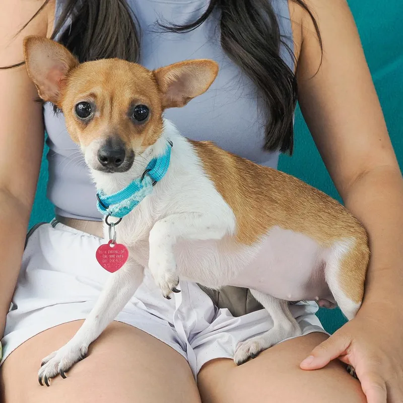 A young small-sized female Brown / Chocolate Chihuahua dog named Ginger for adoption in Point Richmond, CA