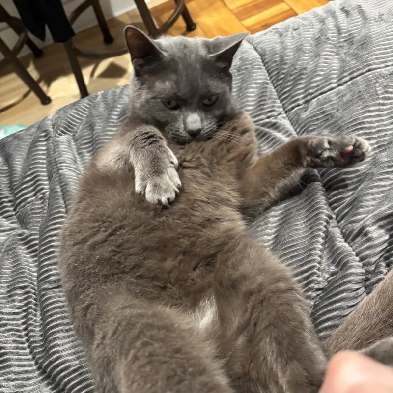 An adult medium-sized male Gray / Blue / Silver Domestic Short Hair cat named Nelly for adoption in Bourne, MA