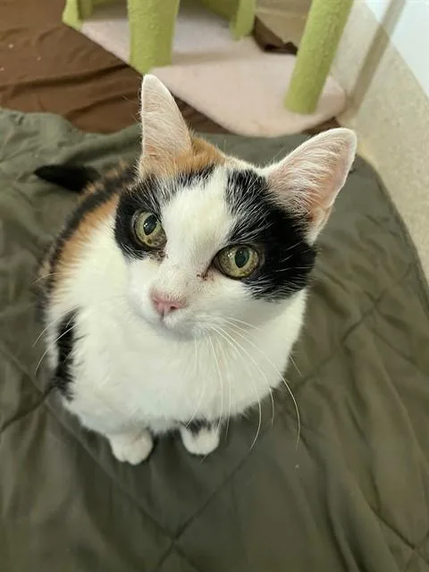 A senior medium-sized female Domestic Short Hair cat named Serena for adoption in Riverside, CA
