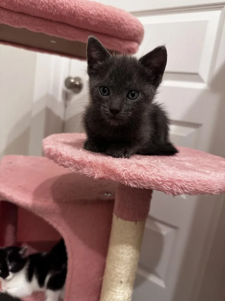 A baby small-sized male Domestic Short Hair cat named Thomas for adoption in Brewster , NY