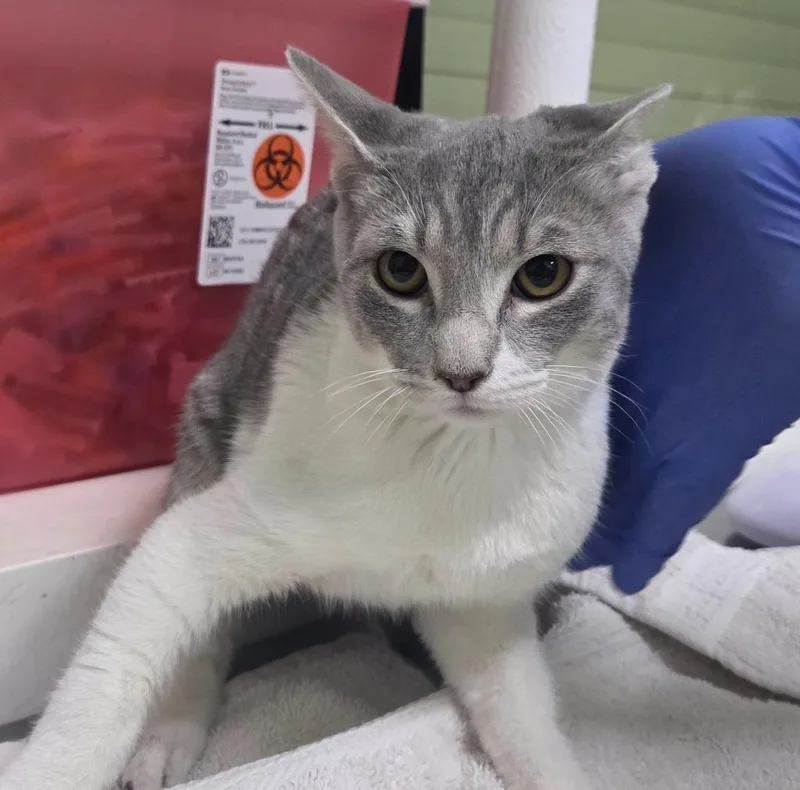 A baby medium-sized female Domestic Short Hair cat named Stormy for adoption in Peoria, AZ