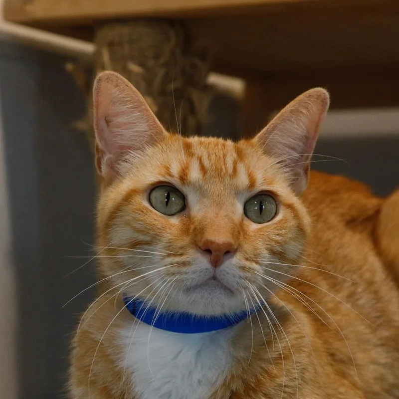 A senior medium-sized male Orange / Red American Shorthair cat named Paul for adoption in Tampa, FL