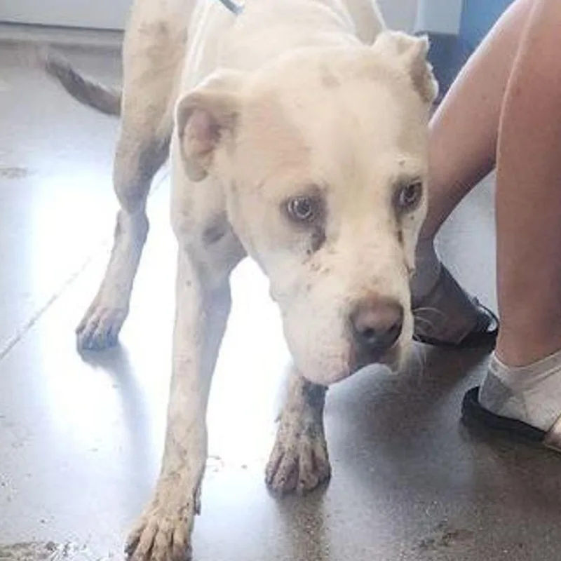 An adult medium-sized female White / Cream American Bulldog dog named Sunflower for adoption in Kingman, AZ