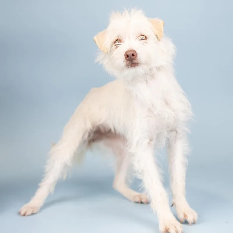 A young small-sized female White / Cream Terrier dog named Florence for adoption in Portland, OR
