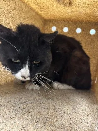 An adult medium-sized male Domestic Short Hair cat named Hank Williams for adoption in Gastonia, NC