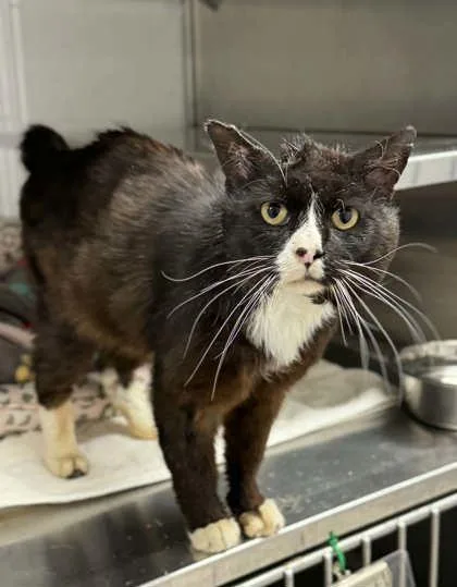 Hank Williams thumbnail 2