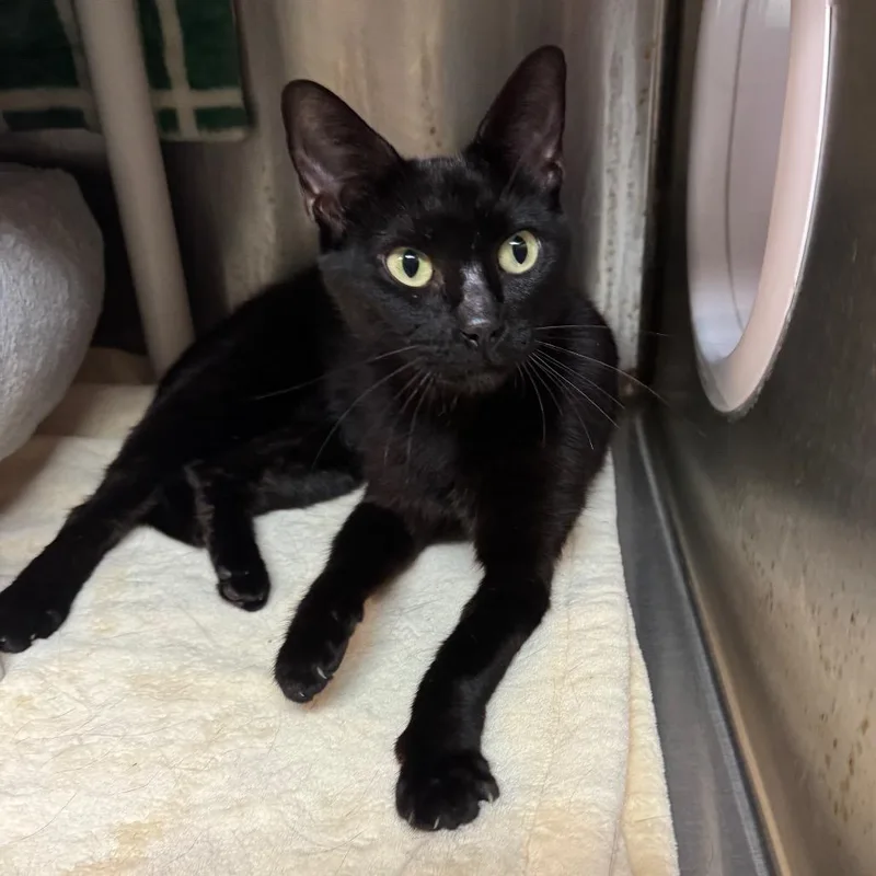 An adult medium-sized female Black Domestic Short Hair cat named Perrier for adoption in Los Angeles, CA