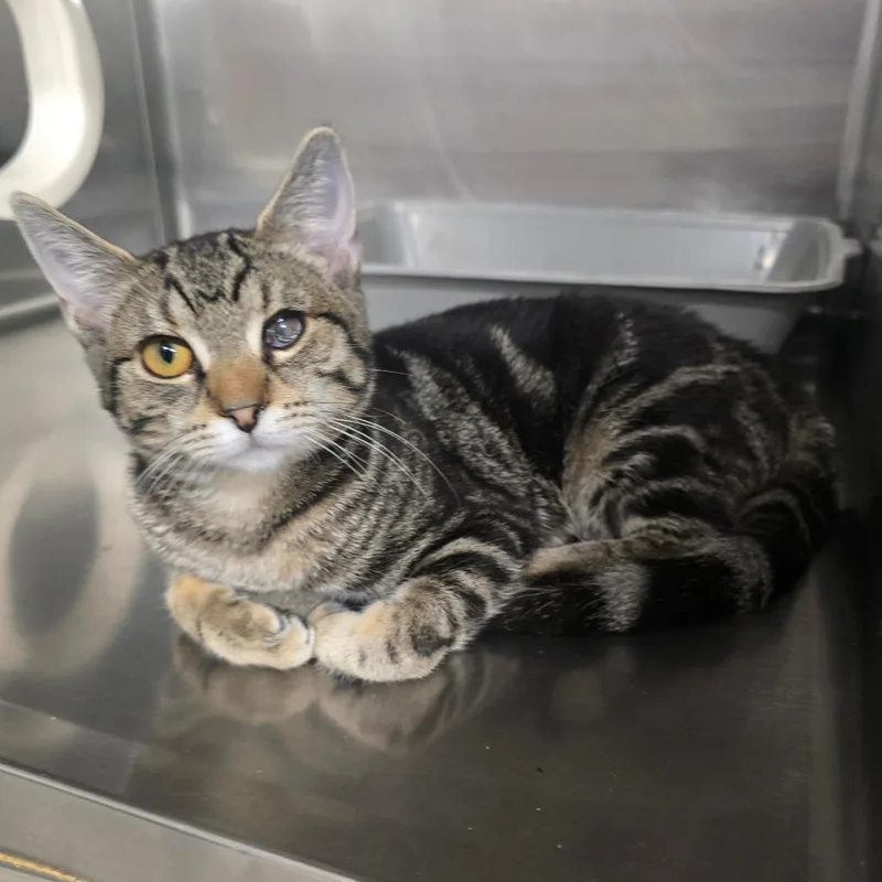 A baby small-sized female Brown / Chocolate Domestic Short Hair cat named Amy for adoption in Spokane, WA