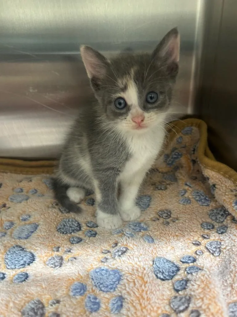 A baby medium-sized female Domestic Short Hair cat named Cedar for adoption in Seven Points, TX